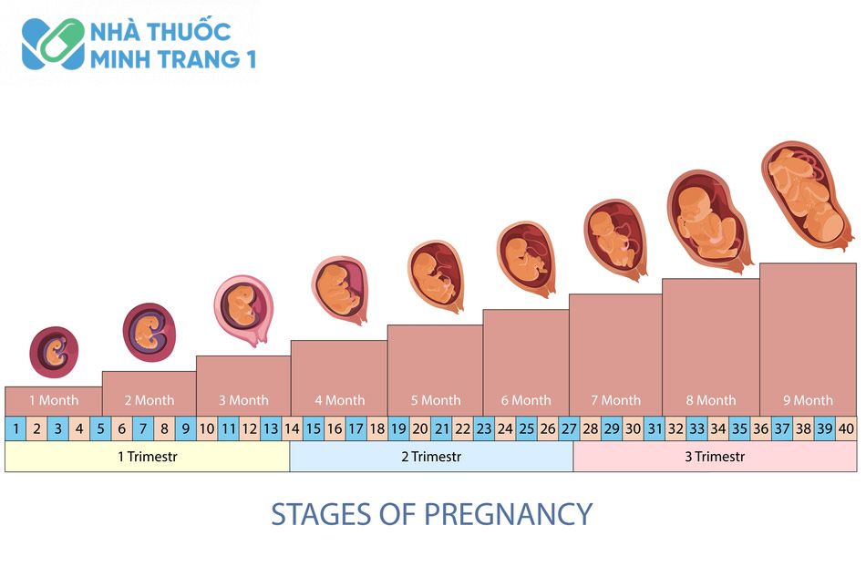 Cách tính tuần thai ra tháng