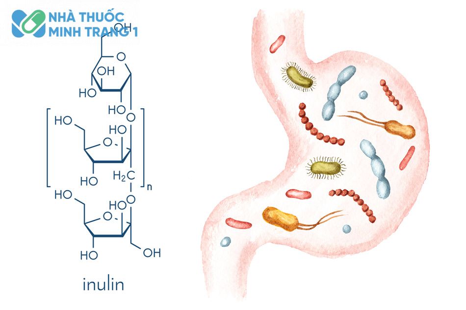 Sản phẩm bổ sung inulin cho hệ tiêu hóa khỏe mạnh